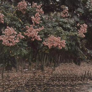 搡BBB上海少妇搡BBB3
